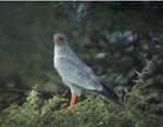 Pale Chanting Goshawk