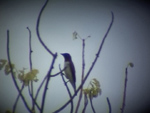 Plum-coloured Starling
