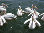 Eastern White Pelican