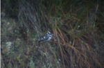 Pied Kingfisher