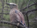 Purple Roller