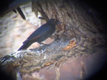 Pale-winged Starling