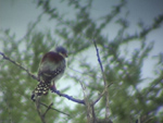 Pygmy Falcon