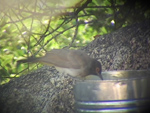 Red-eyed Bulbul