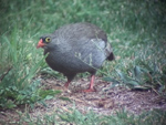 Red Billed Francolin