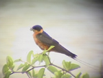 Red-breasted Swallow