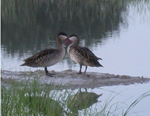 Red Billed Teal