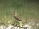Rufous-naped Lark
