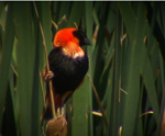 Red Bishop