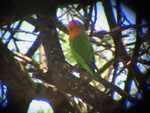 Rosy Faced Lovebird