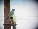European Roller