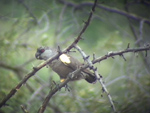 Ruppell's Parrot