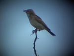 Sabota Lark