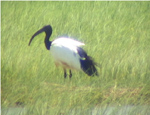 Sacred Ibis