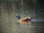 South African Shelduck