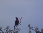 Scarlet-chested Sunbird