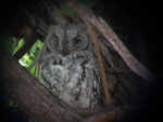 African Scops Owl