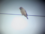 Scaly-feathered Finch