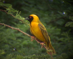 Sousthern Masked Weaver