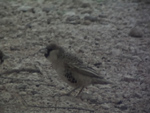 Sociable Weaver