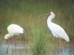 African Spoonbill