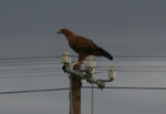 Tawny Eagle