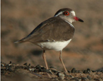 Three Banded Plover