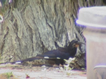 Violet Woodhoopoe