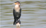 White-breasted Cormorant