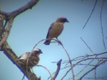 White-browed Sparrow Weaver