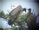 White Backed Vulture