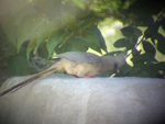 White-backed Mousebird