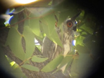 White-faced Owl