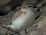 White Fronted Plover