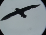White-chinned Petrel