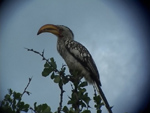 Yellow-billed Hornbill