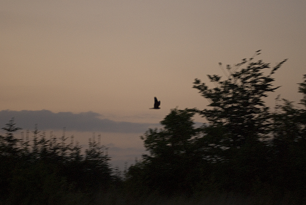 Nightjar