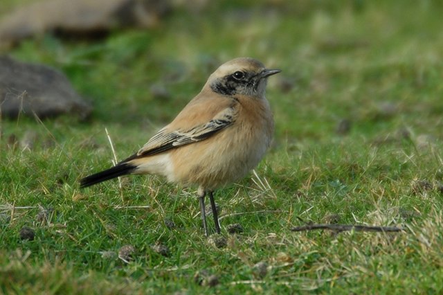 Desert Wheatear