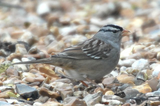 White-crowned Sparrow