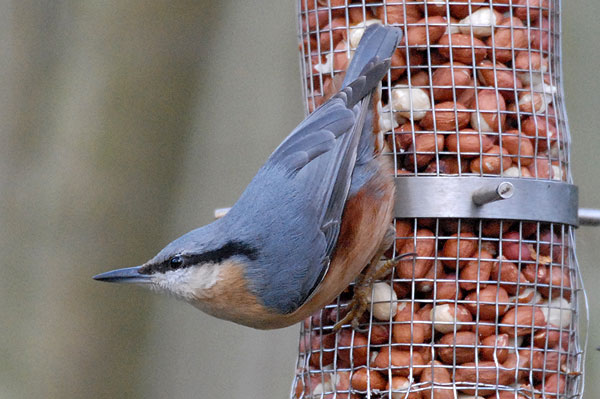 Nuthatch