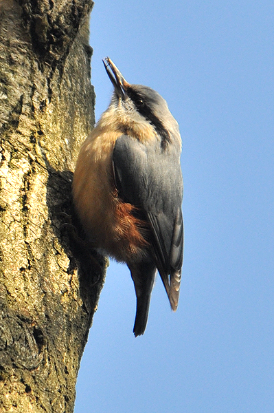 Nuthatch