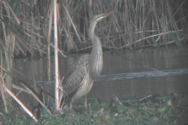 Purple Heron