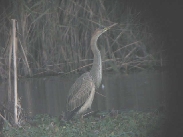 Purple Heron