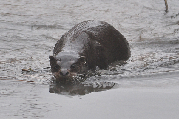 Otter