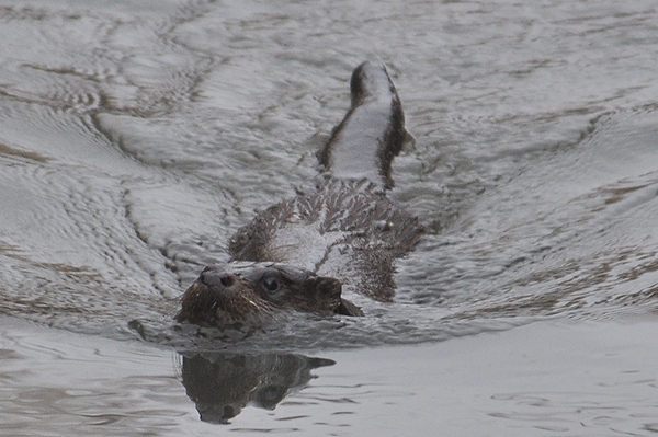 Otter