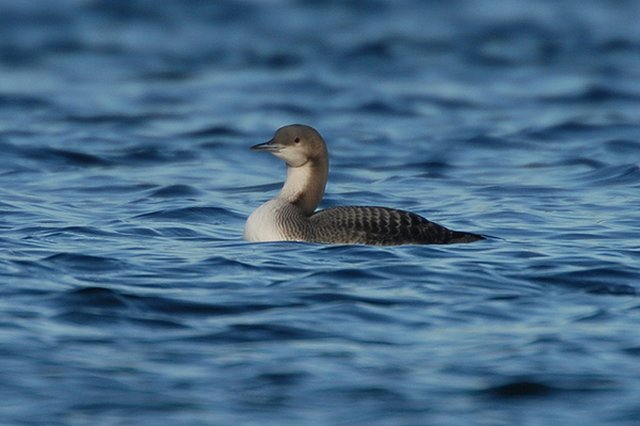 Pacific Diver