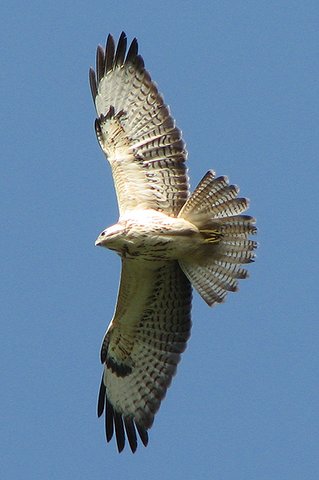 Common Buzzard