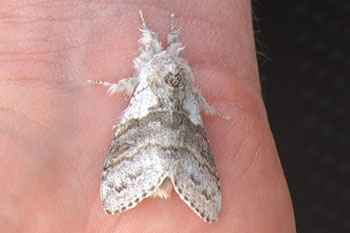 Pale Tussock