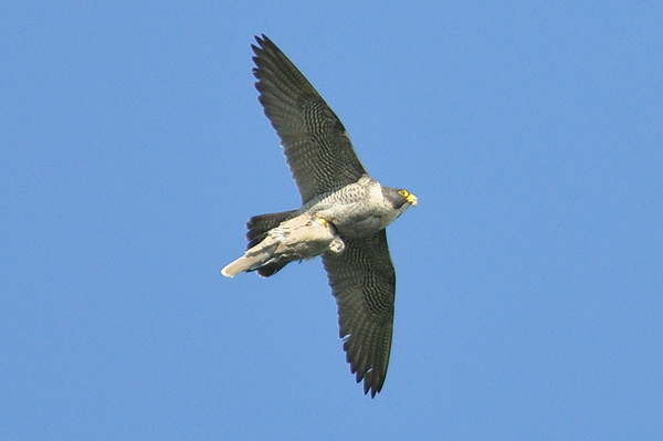 Peregrine