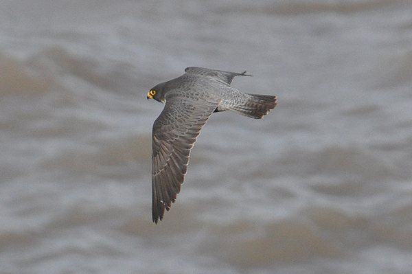 Peregrine